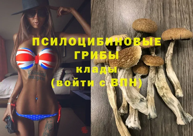 что такое   Кедровый  Псилоцибиновые грибы Psilocybine cubensis 